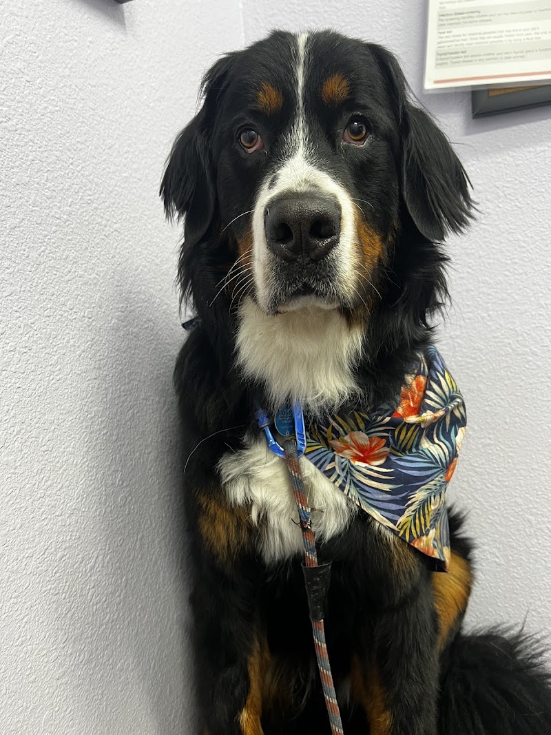 SOCAL Veterinary Hospital
