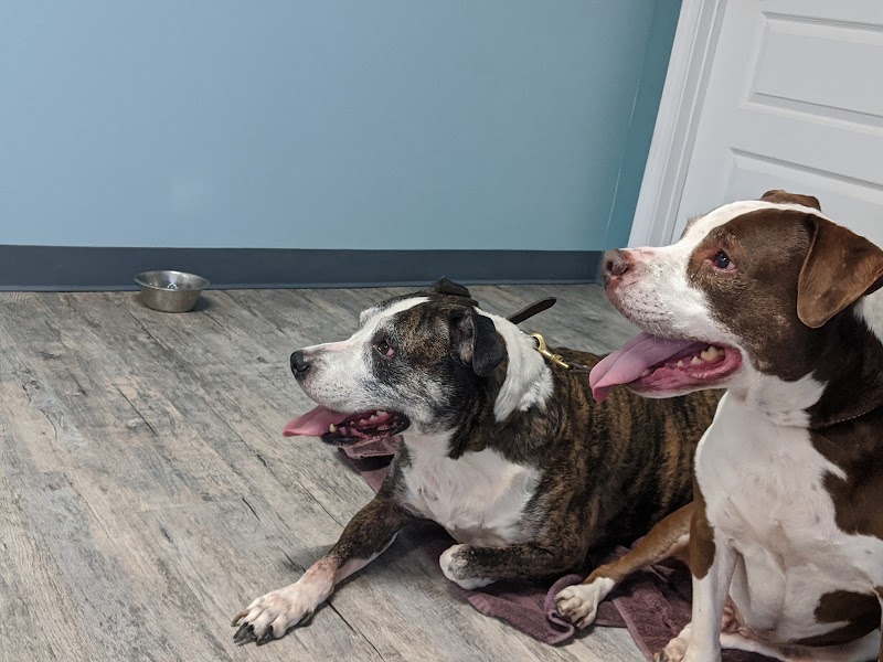 Neighborhood Veterinary Centers - Houston Heights
