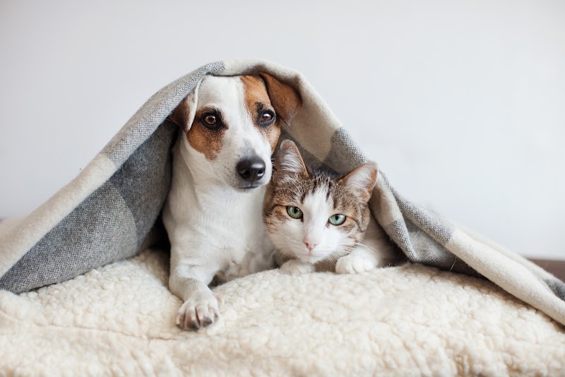 Neighborhood Veterinary Centers - Houston Heights