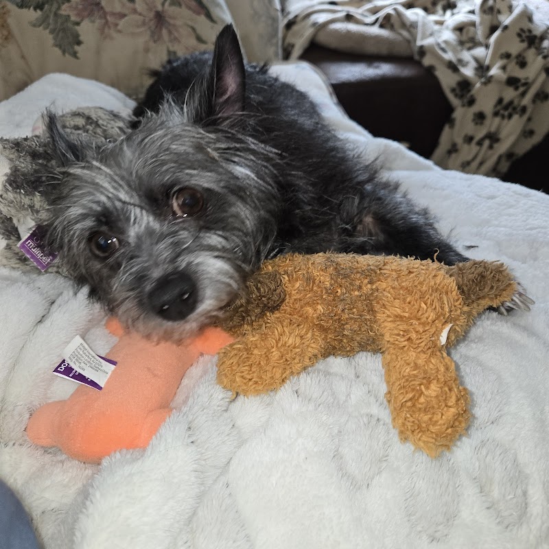 Neighborhood Veterinary Centers - Houston Heights