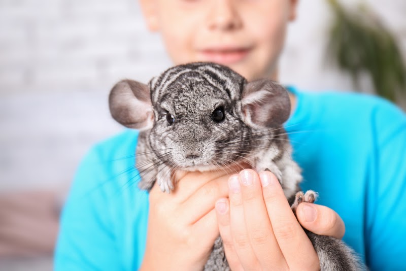 2nd Street Animal Hospital & Exotic Clinic