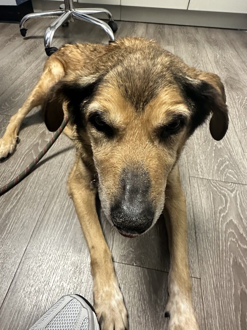 2nd Street Animal Hospital & Exotic Clinic