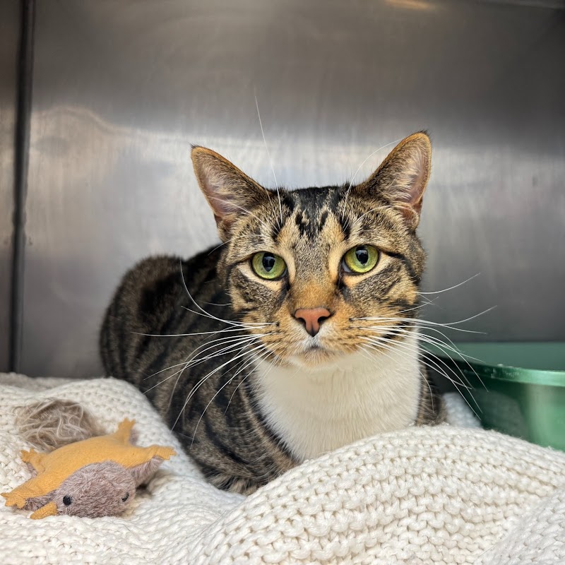 Cat Care of Vinings - Atlanta