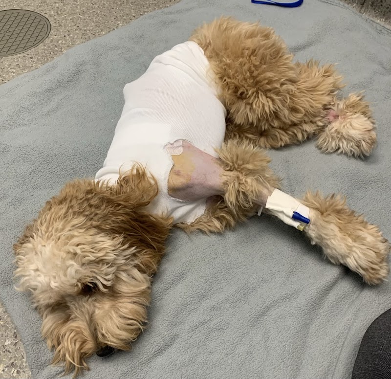 BluePearl Pet Hospital