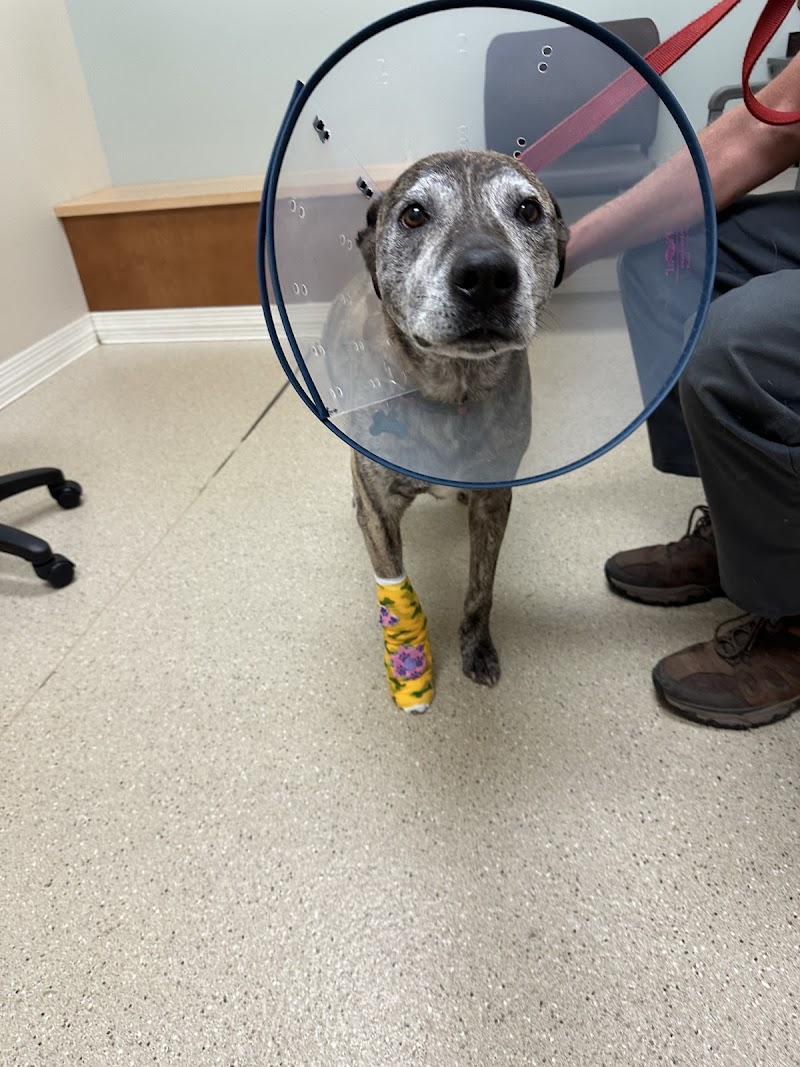 BluePearl Pet Hospital