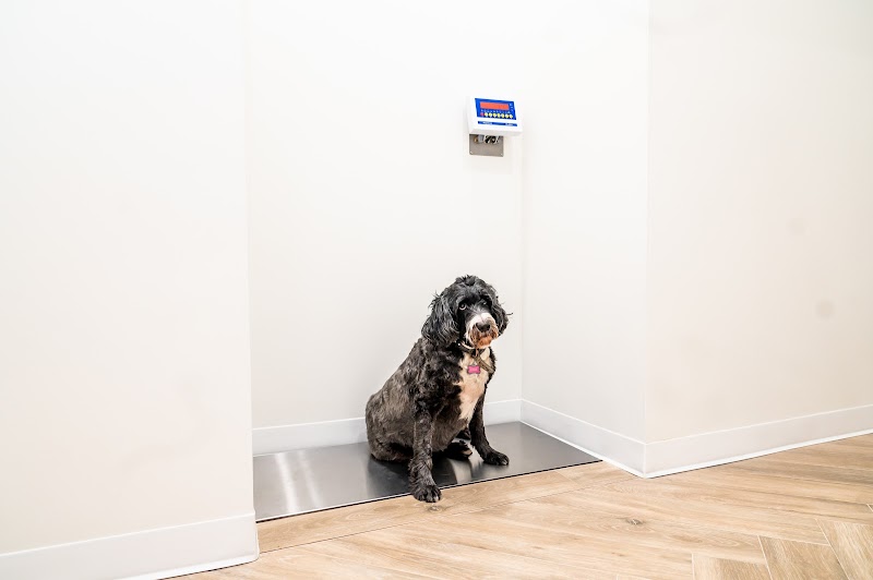 Paw Priority: Veterinary Urgent and Primary Care