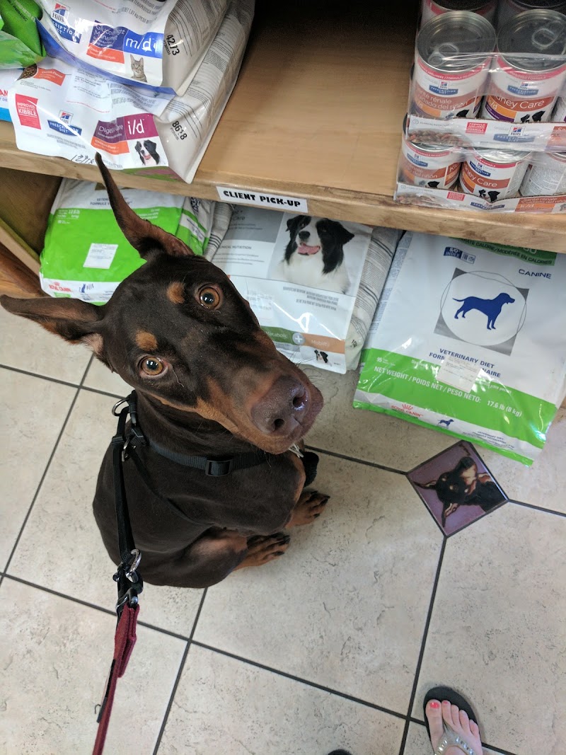 All Creatures Animal Clinic