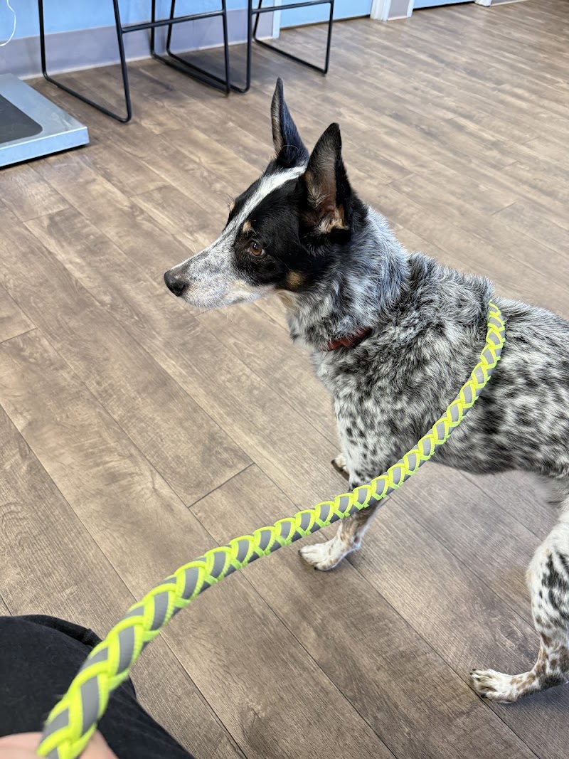 All Creatures Animal Clinic