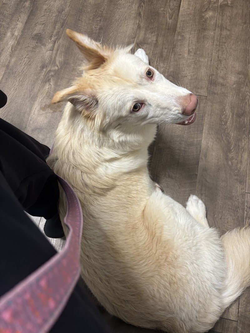 All Creatures Animal Clinic