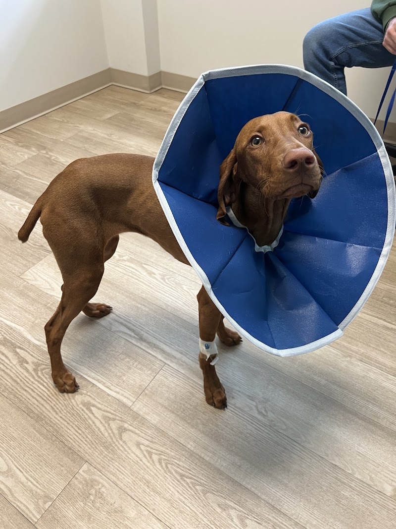 Pinnacle Veterinary Specialists