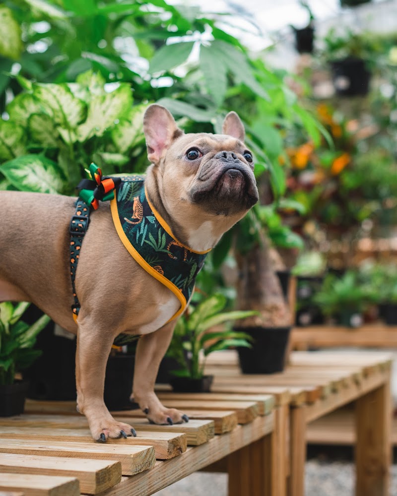 Pinnacle Veterinary Specialists
