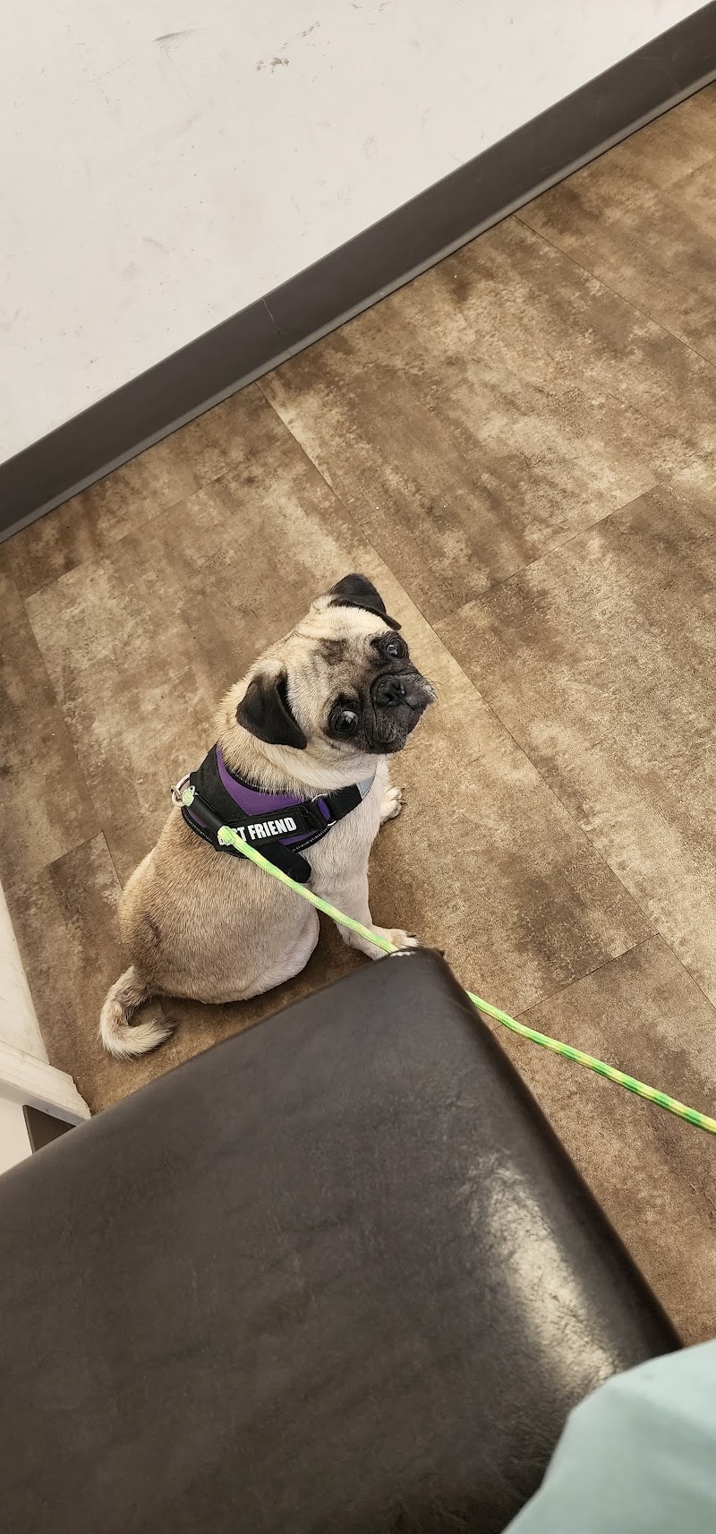 Low Cost Pet Vet