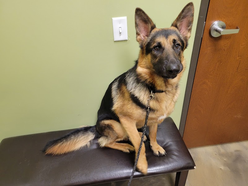 Low Cost Pet Vet
