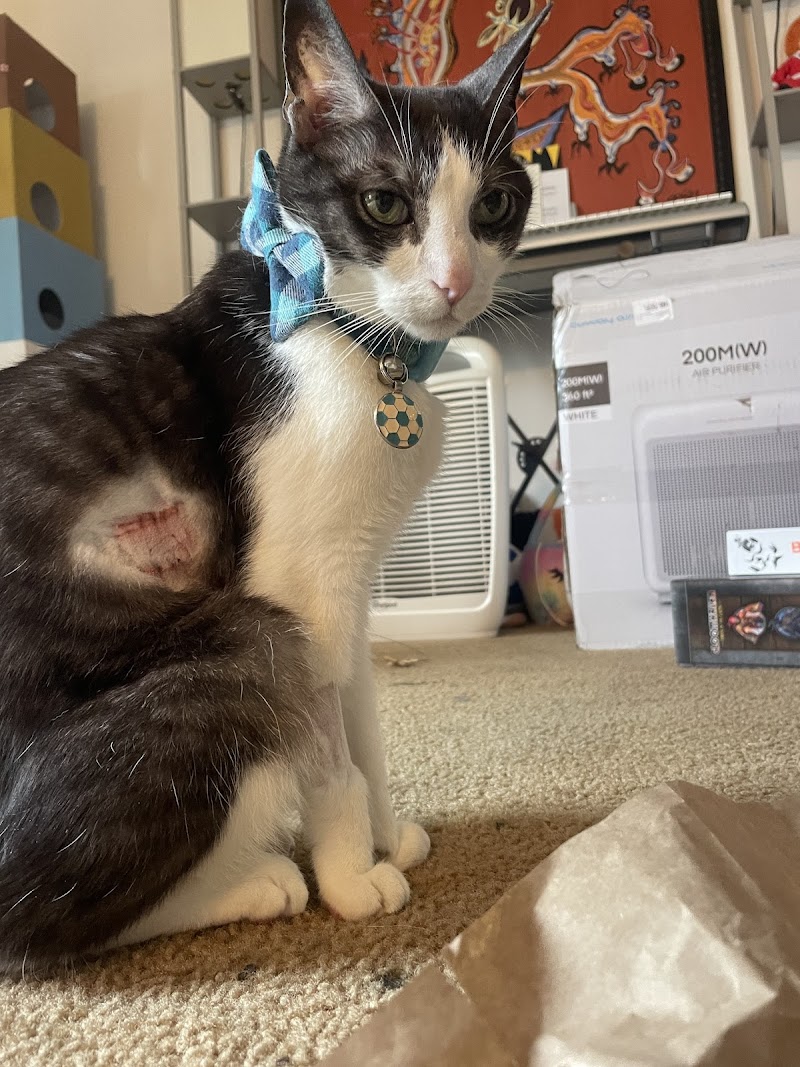 Metropolitan Animal Specialty Hospital (MASH)