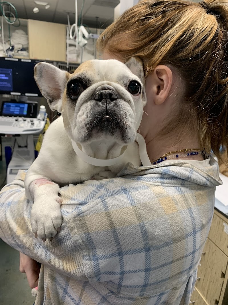 Metropolitan Animal Specialty Hospital (MASH)