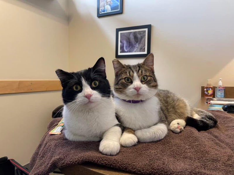 VCA Pinnacle Animal Hospital