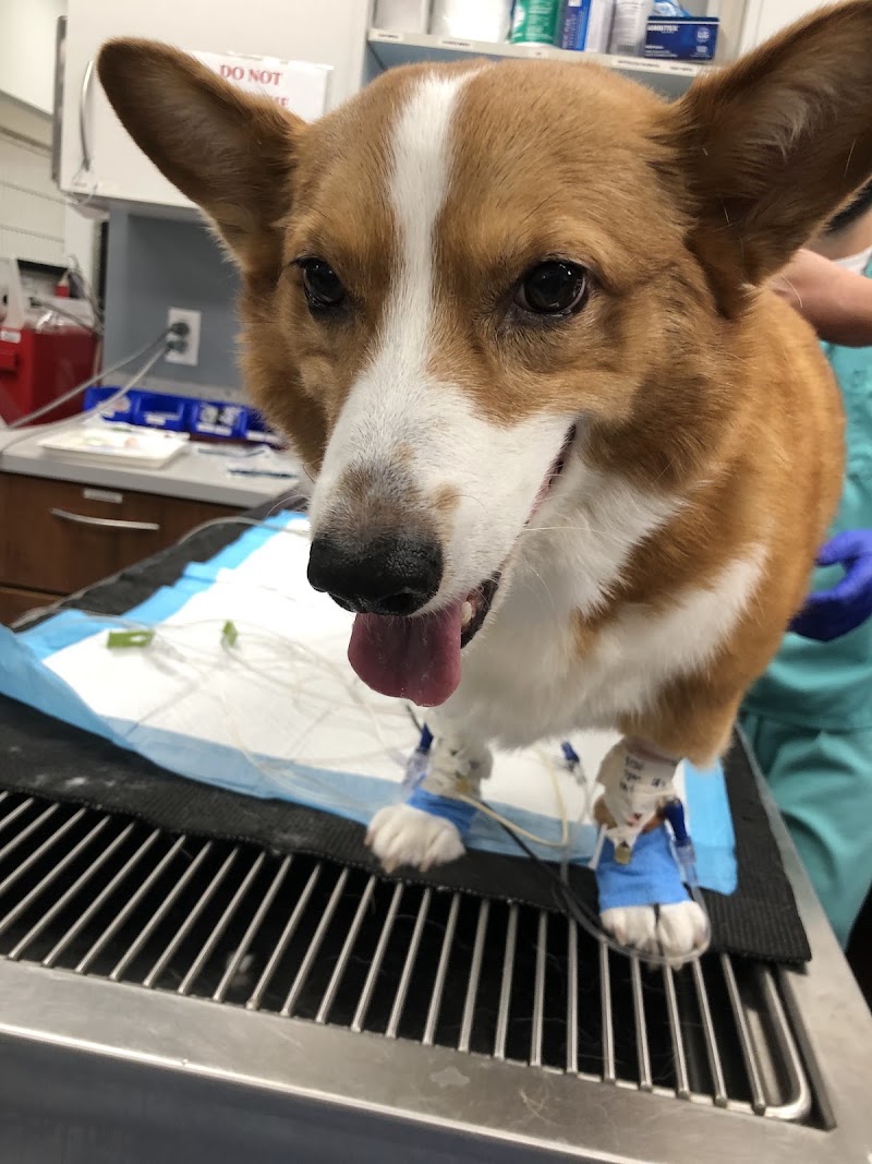 Gulf Coast Veterinary Specialists (GCVS)