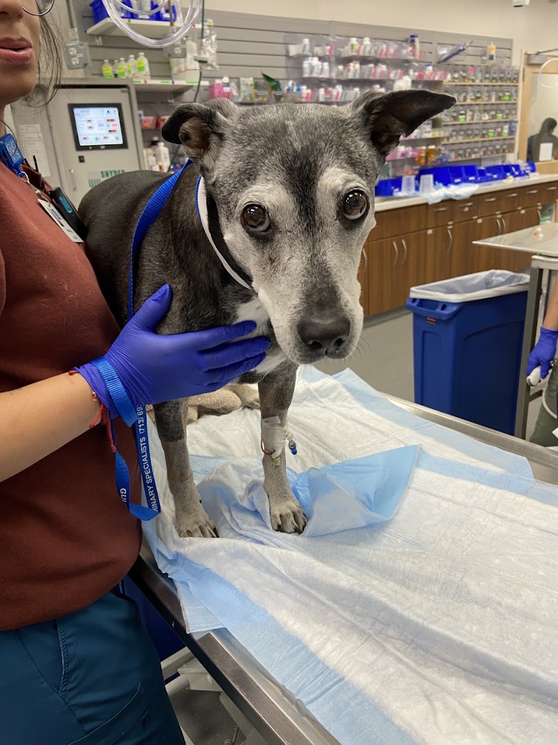Gulf Coast Veterinary Specialists (GCVS)