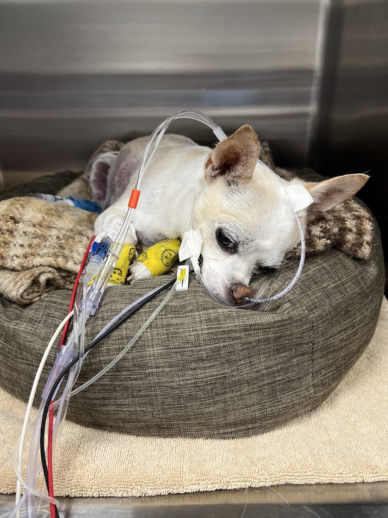 Gulf Coast Veterinary Specialists (GCVS)