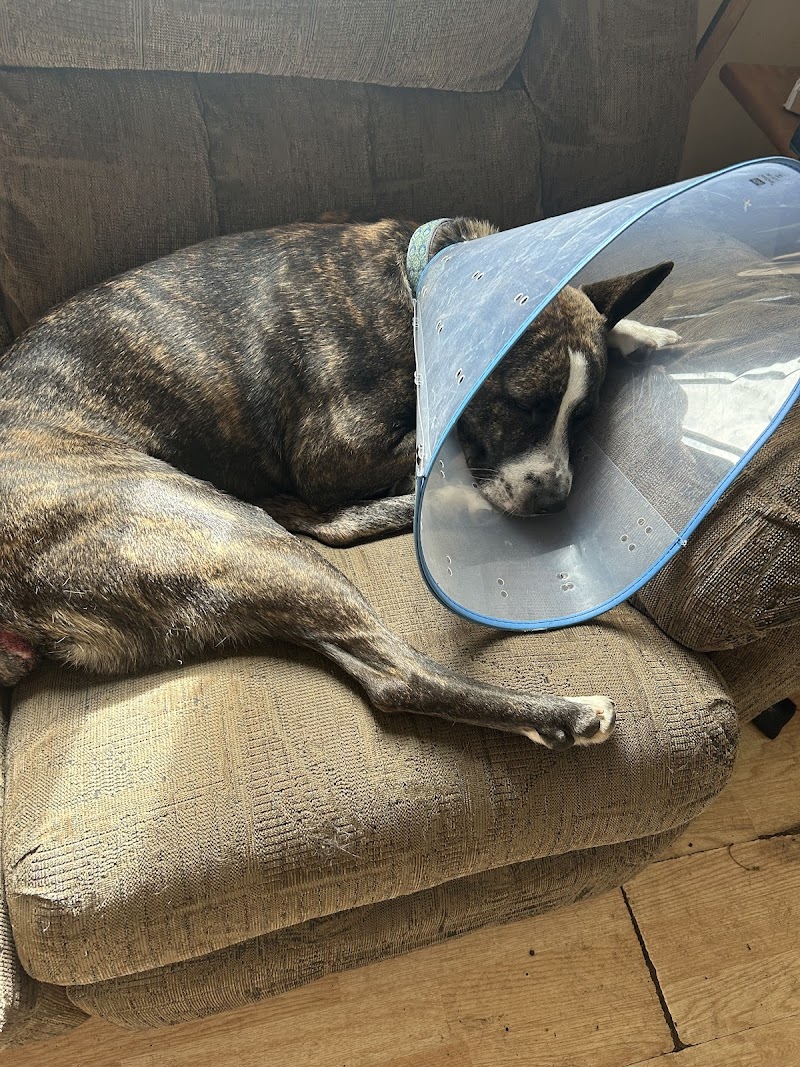 Access Veterinary Care
