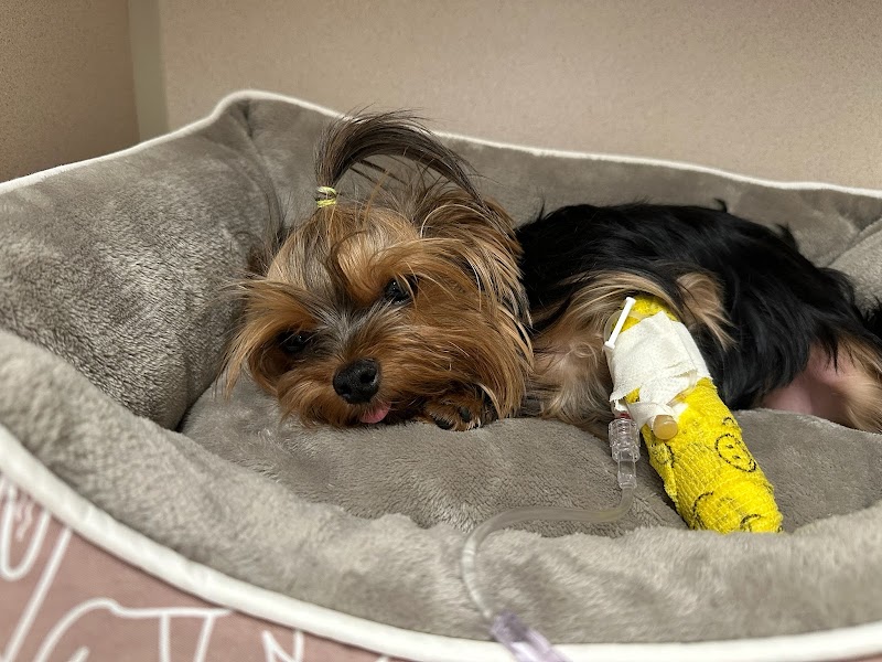 TrueCare for Pets