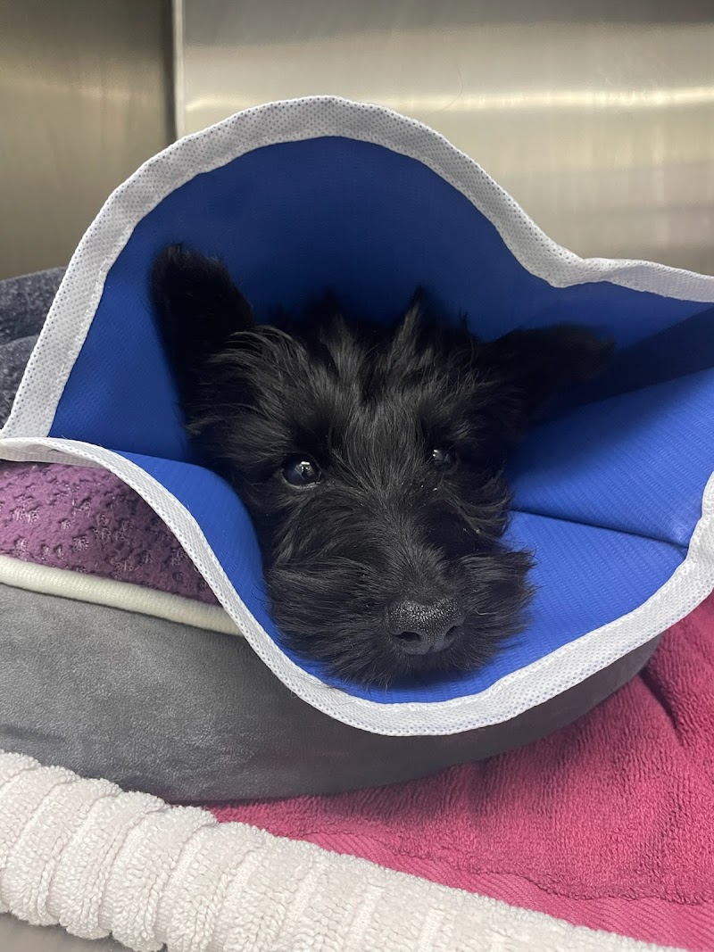 TrueCare for Pets