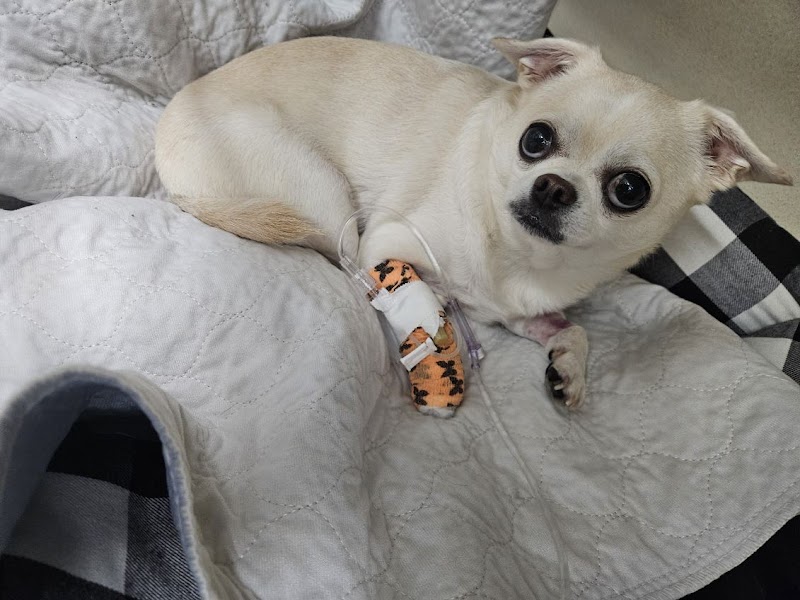 TrueCare for Pets