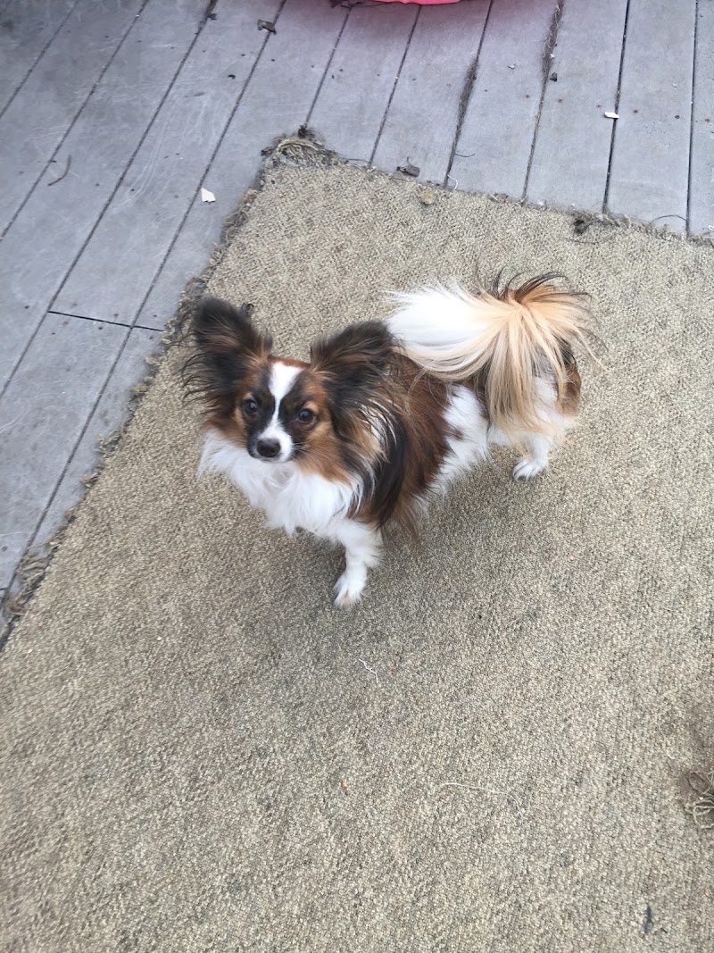 Wildwood Animal Hospital