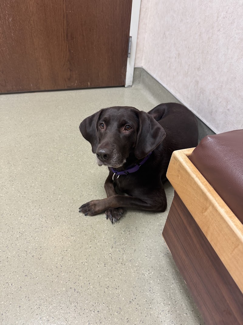 Kings Veterinary Hospital