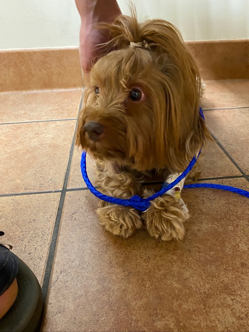 Kings Veterinary Hospital