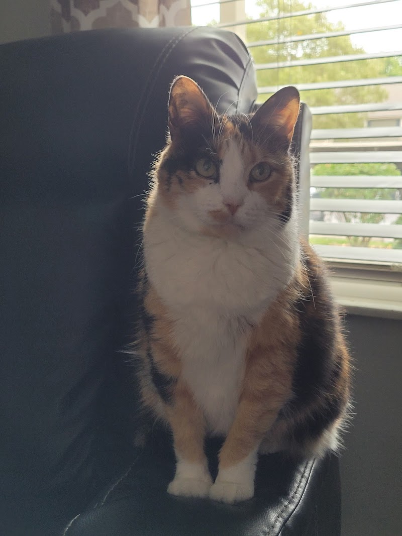 Kings Veterinary Hospital