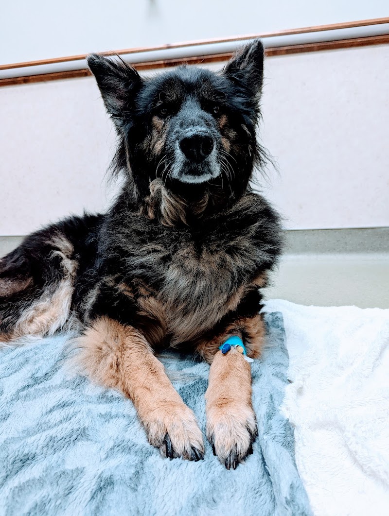 Kings Veterinary Hospital