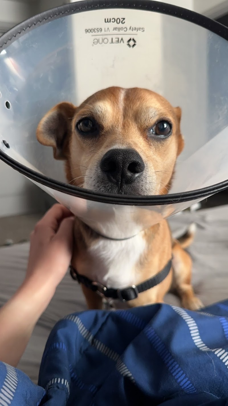 My Pet's Veterinary Urgent Care and Wellness