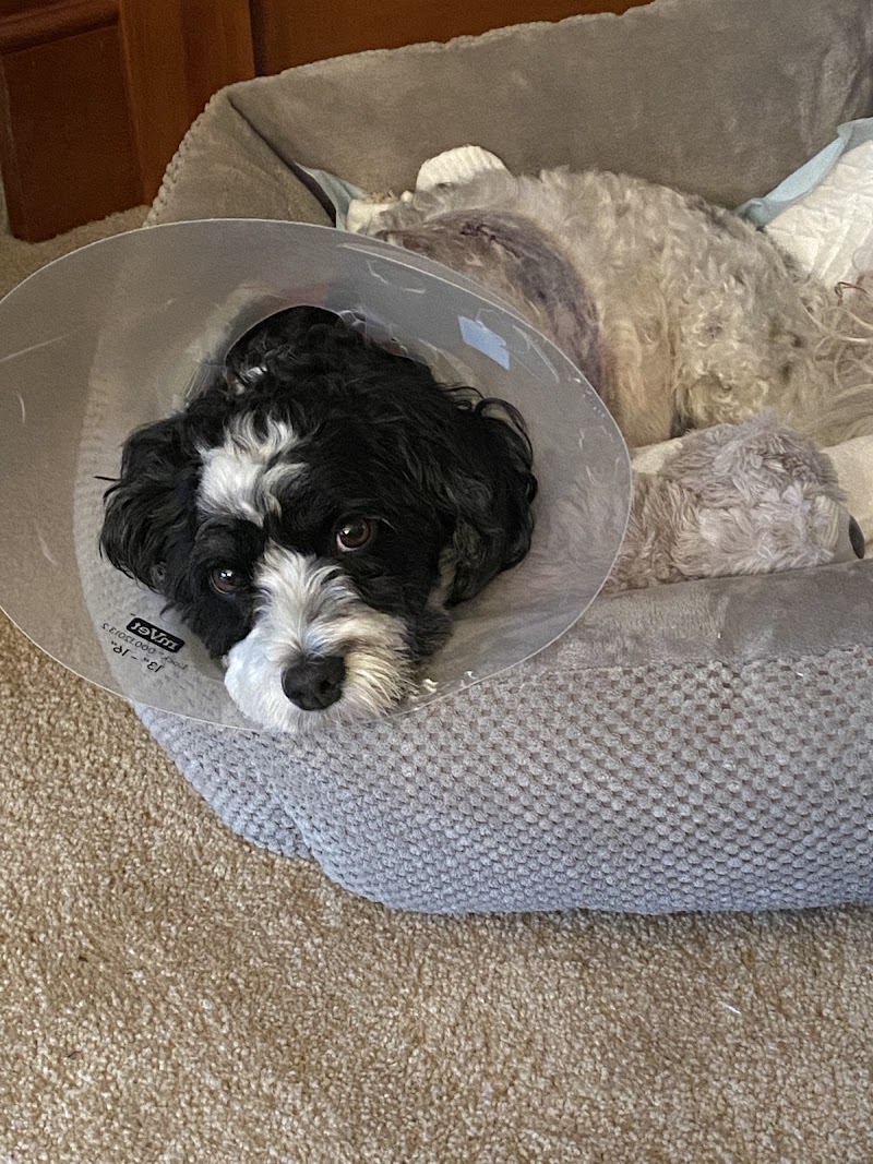 Allied Veterinary Emergency & Referral