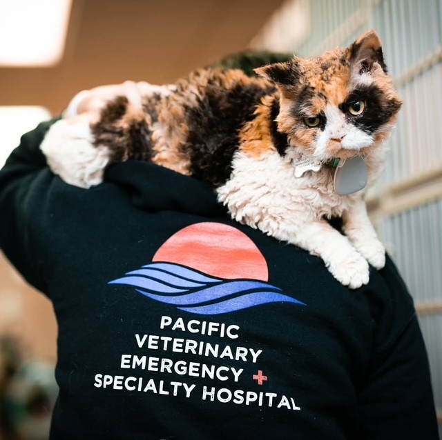 Pacific Veterinary Emergency and Specialty Hospital
