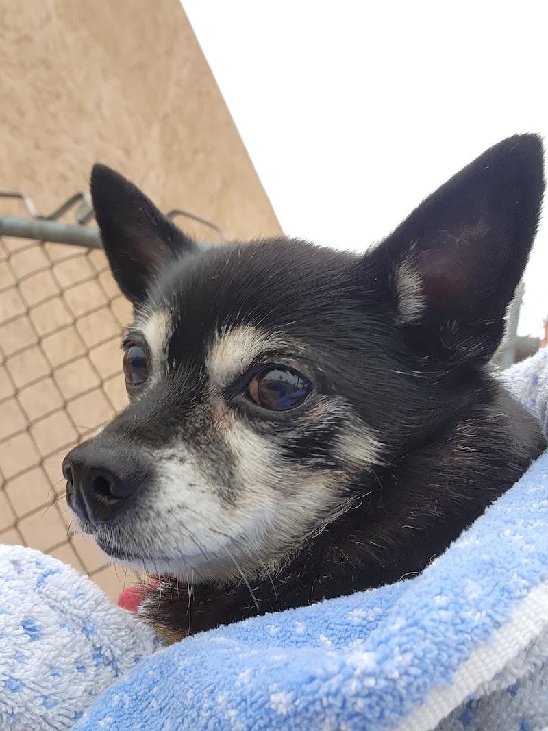 Montebello Veterinary Hospital