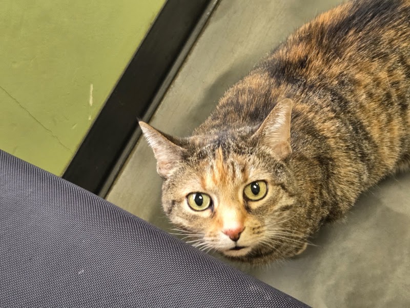 Peninsula Pet Clinic