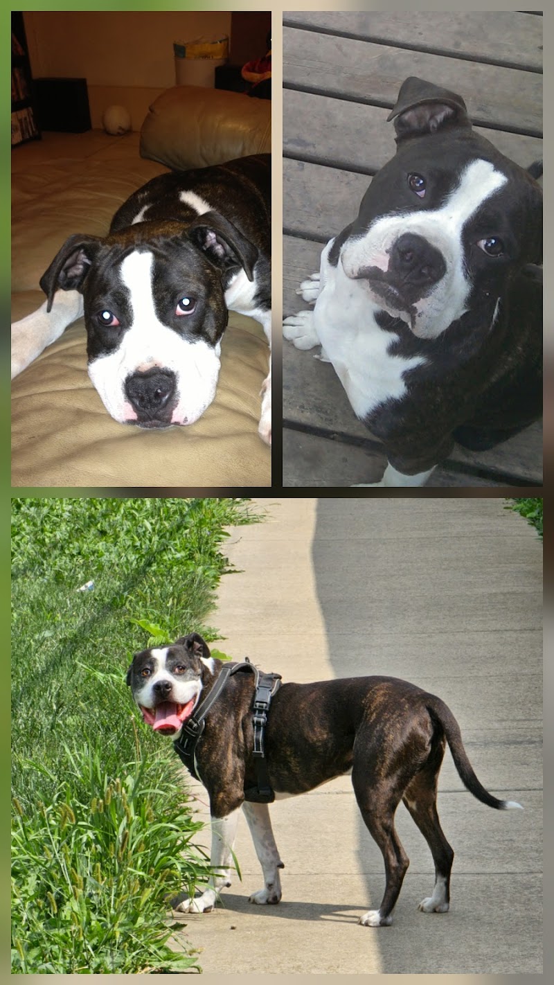 Emergency Veterinary Care Centers