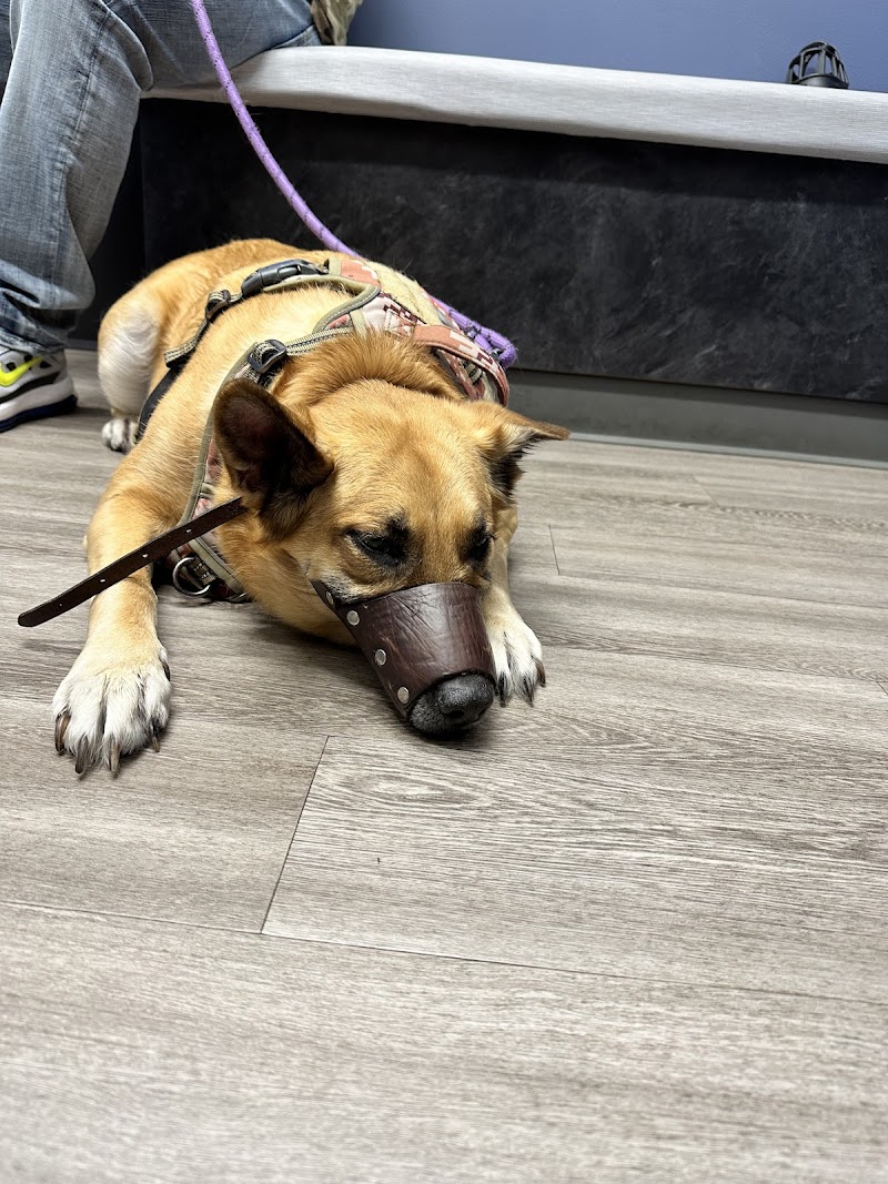 Emergency Veterinary Care Centers