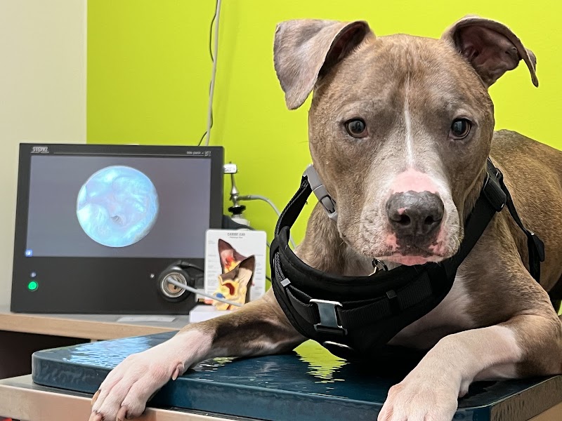 Peak to Coast Veterinary Specialists Otology & Dermatology