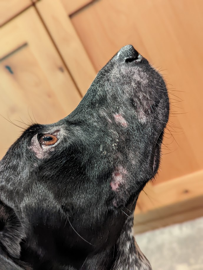 Peak to Coast Veterinary Specialists Otology & Dermatology