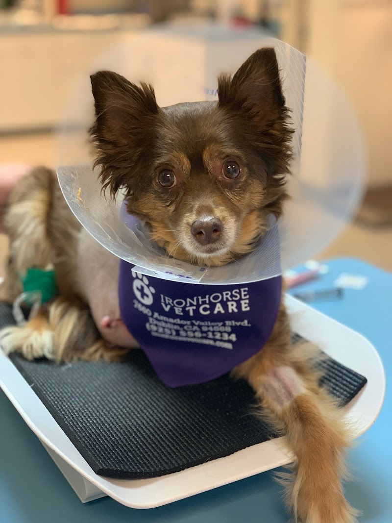 IronHorse VetCare