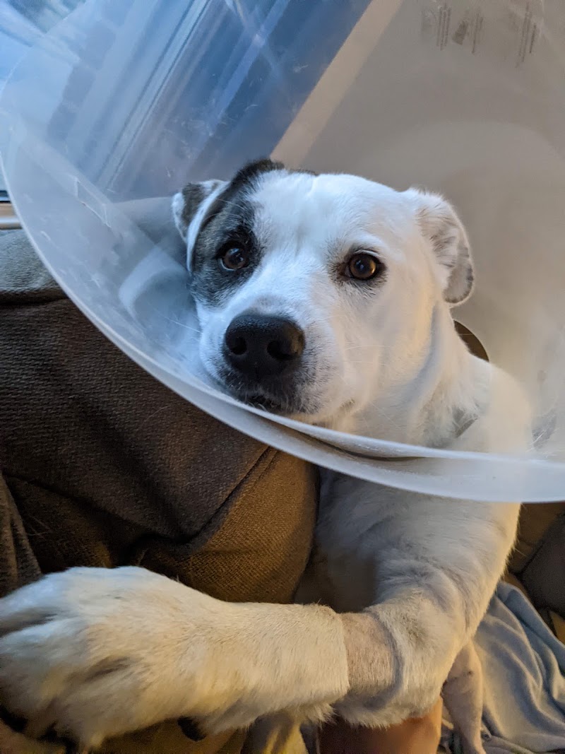 Sirius Veterinary Orthopedic Center