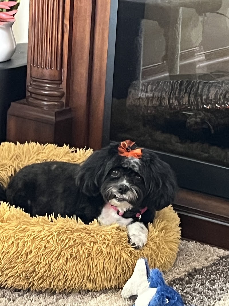 Sirius Veterinary Orthopedic Center