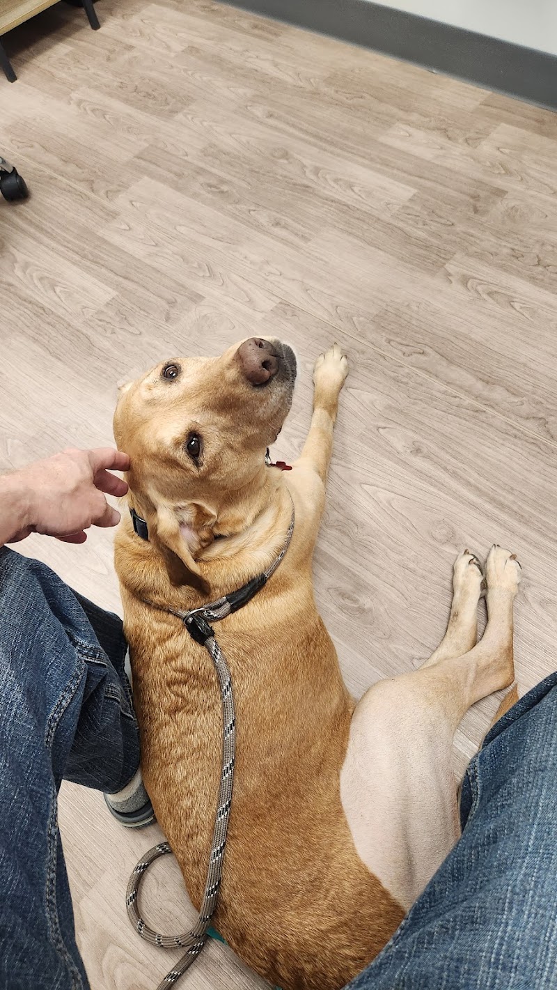 Sirius Veterinary Orthopedic Center