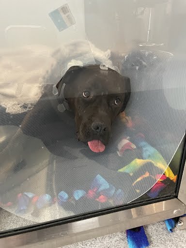 Sirius Veterinary Orthopedic Center