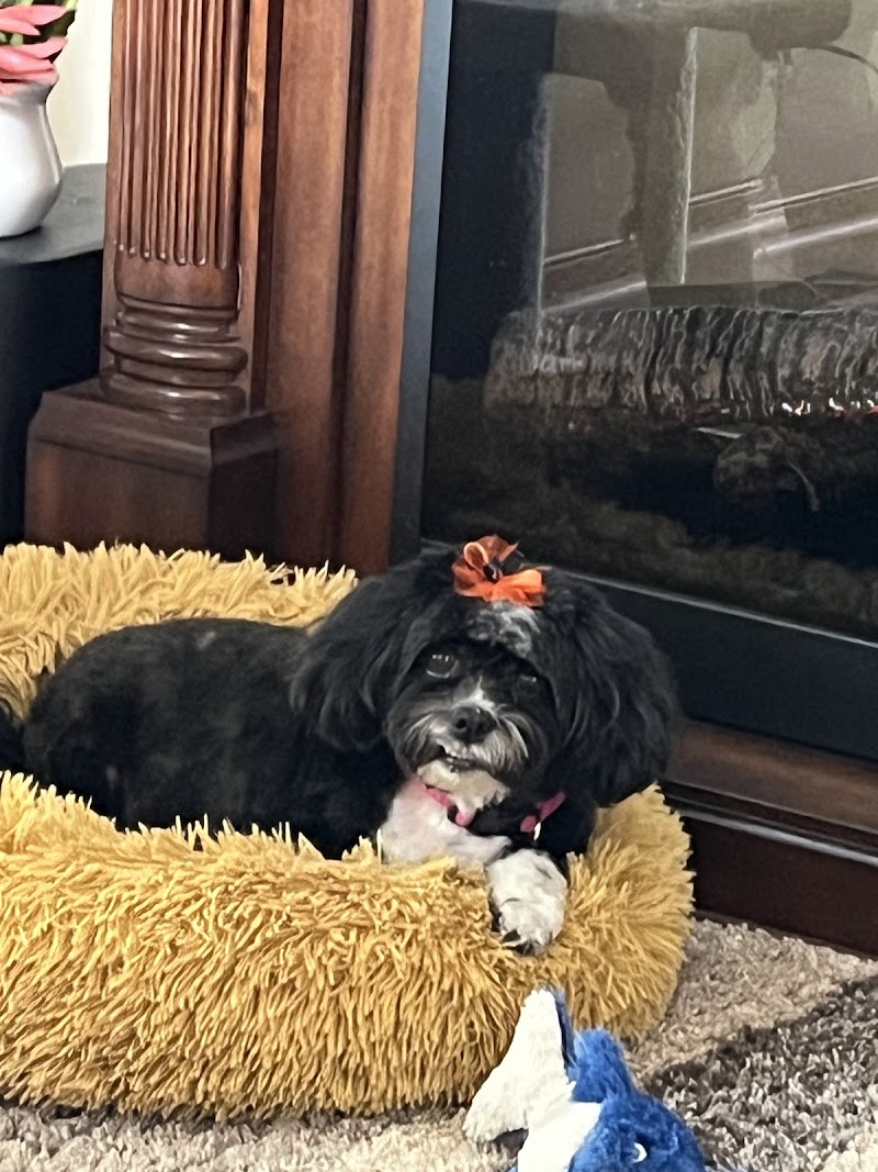 Sirius Veterinary Orthopedic Center