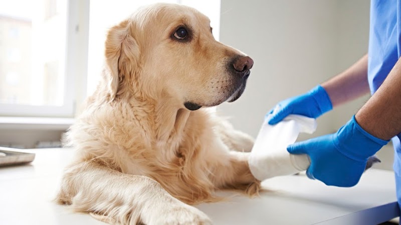 Sirius Veterinary Orthopedic Center - Omaha