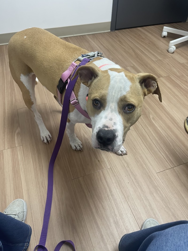 Indy Veterinary Care