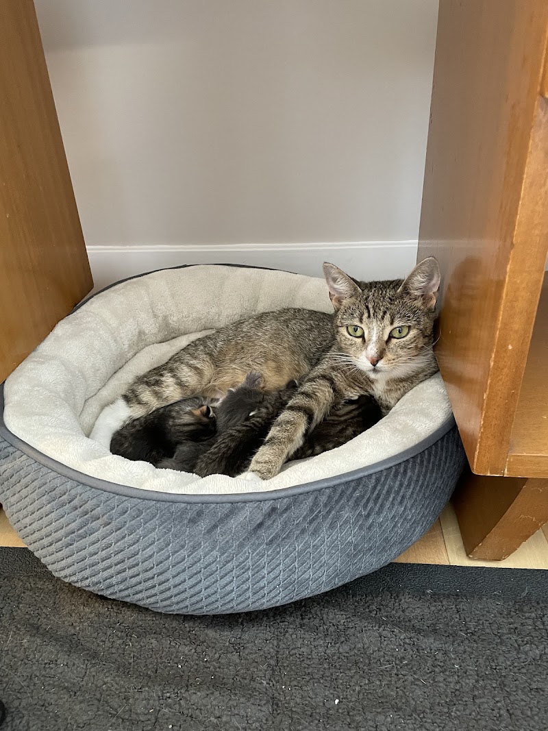 Indy Veterinary Care